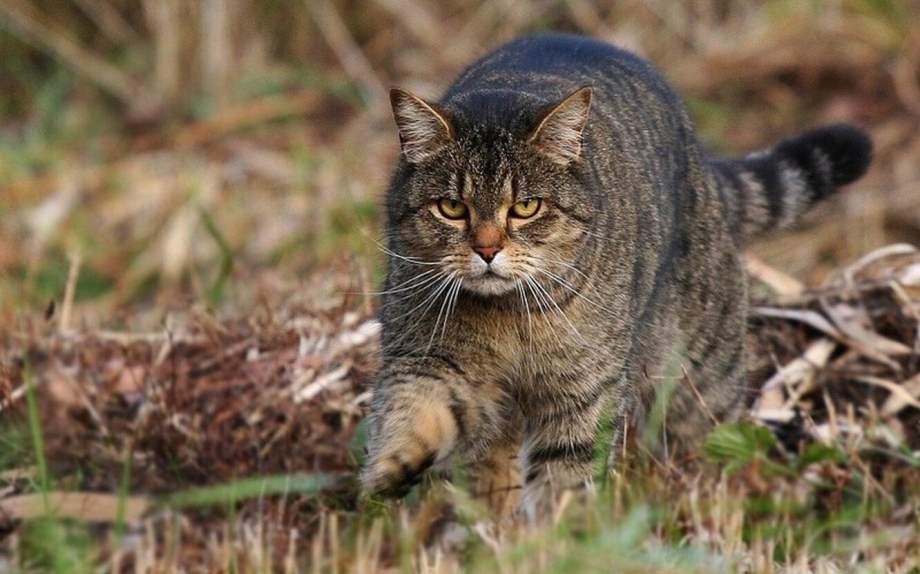 Сибирский дикий кот Манул