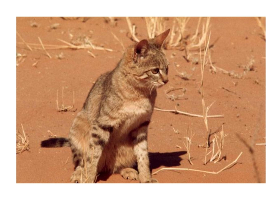 Felis Silvestris Cafra