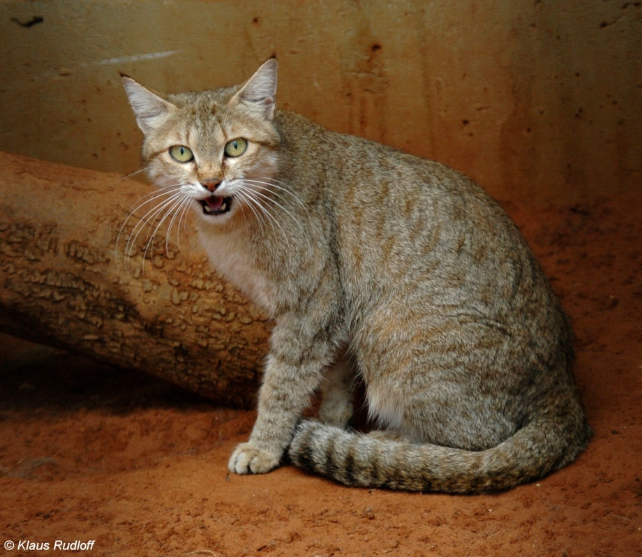 Степная кошка Felis Silvestris lybica