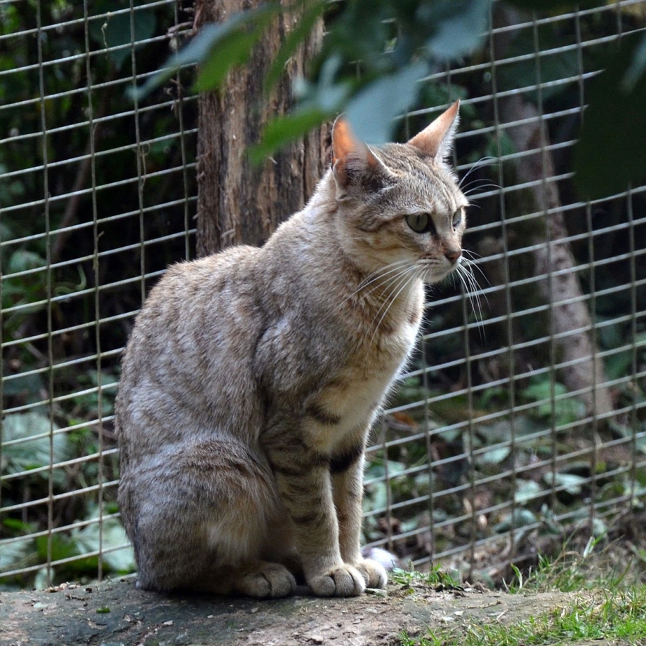 Африканский Лесной кот