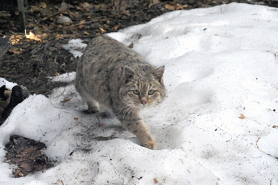 Африканская Дикая кошка (Felis lybica)