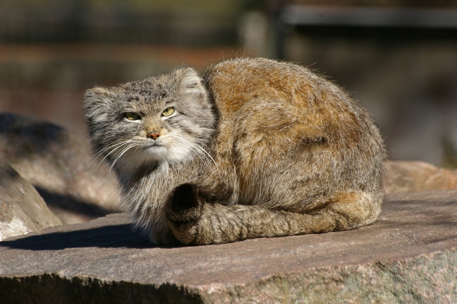 Кавказский камышовый кот
