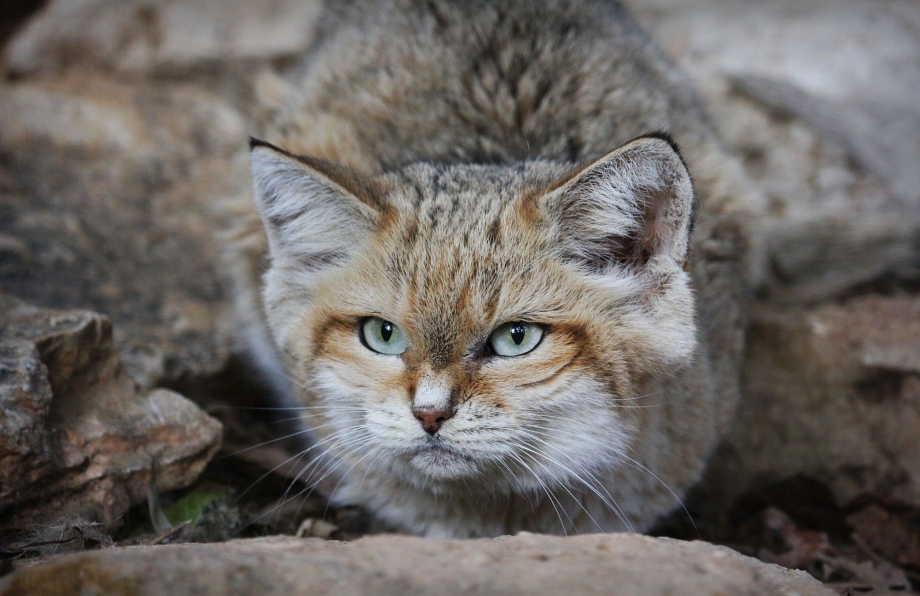 Ливийская Буланая кошка