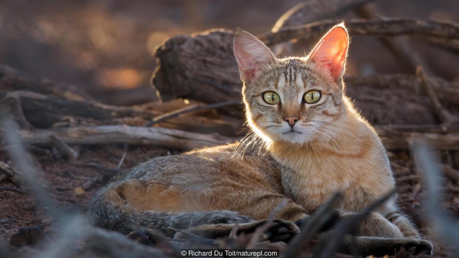 Ливийская Буланская кошка