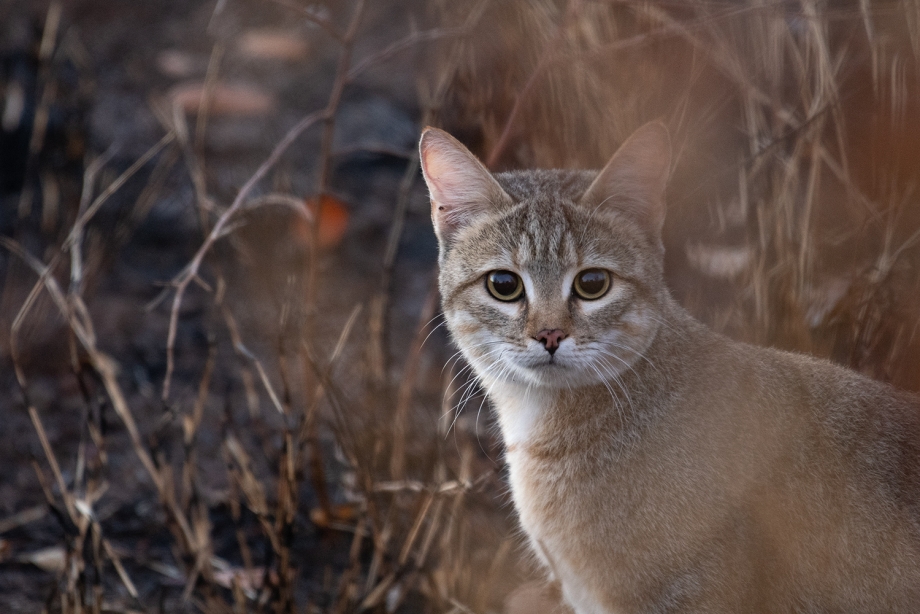 Felis Libyca