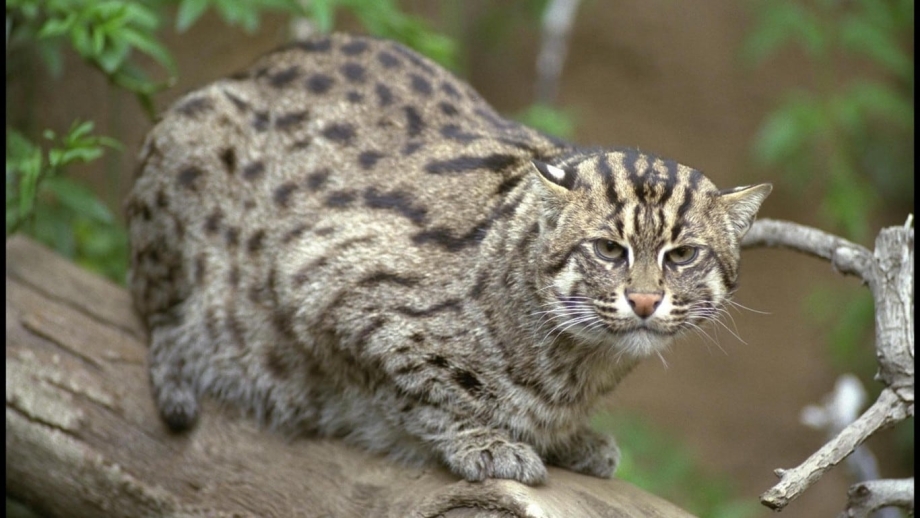 Европейский Лесной кот камышовый