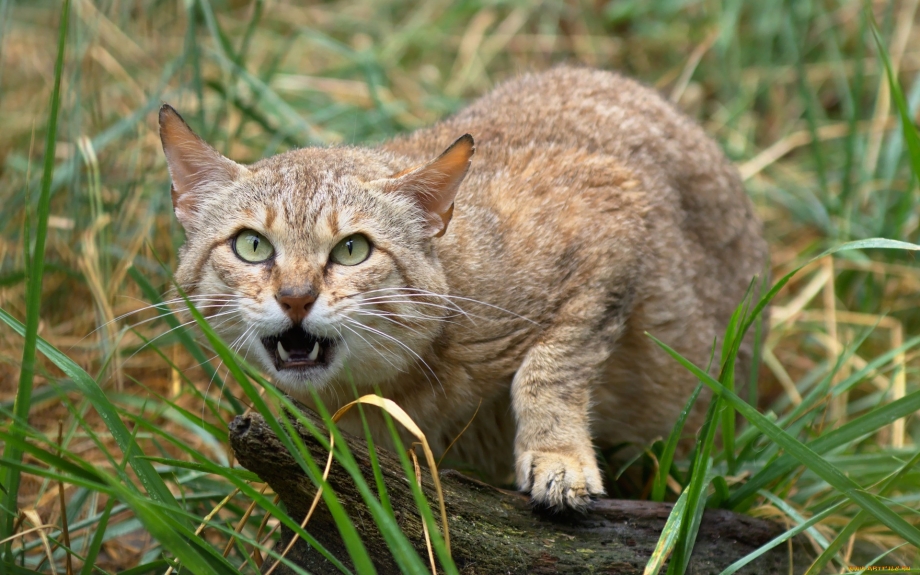 Ливийская Степная кошка