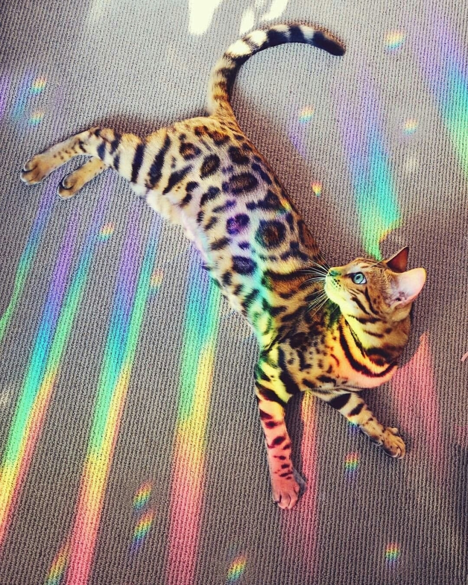 Бенгальская кошка Эстетика