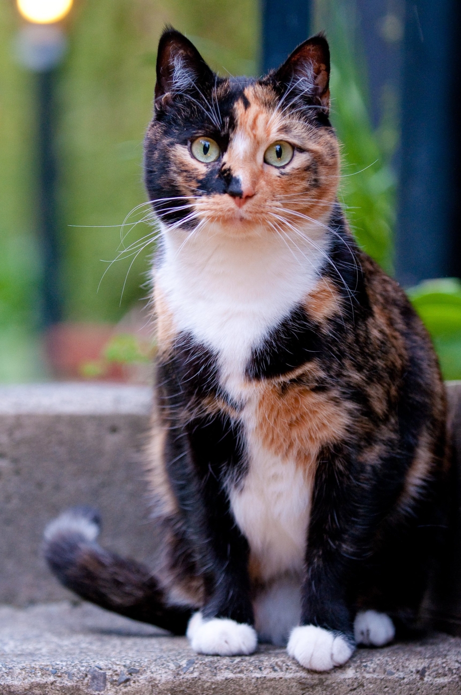 Разноцветная кошка