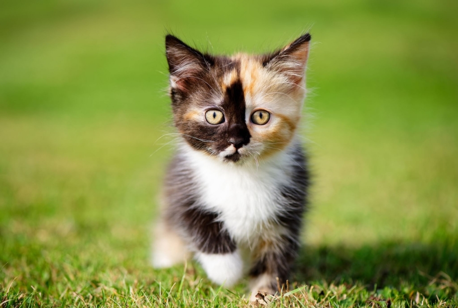 Голландские котята