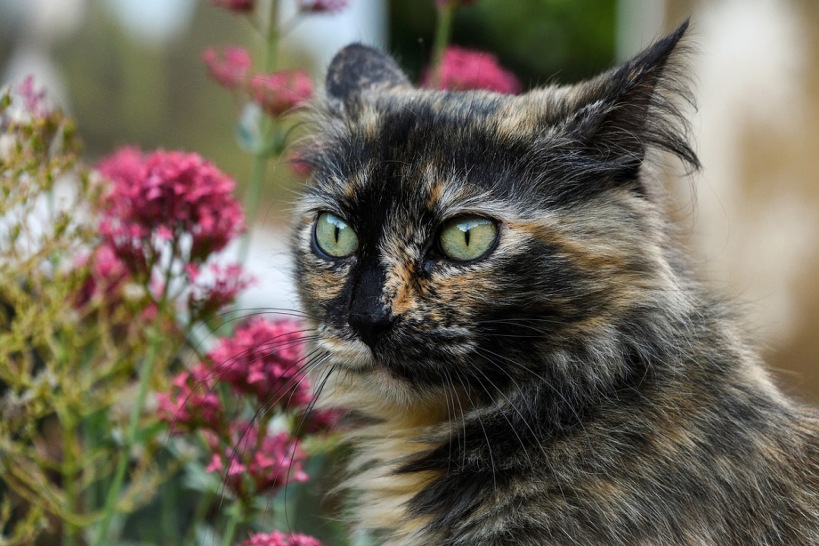 Пестрая кошка