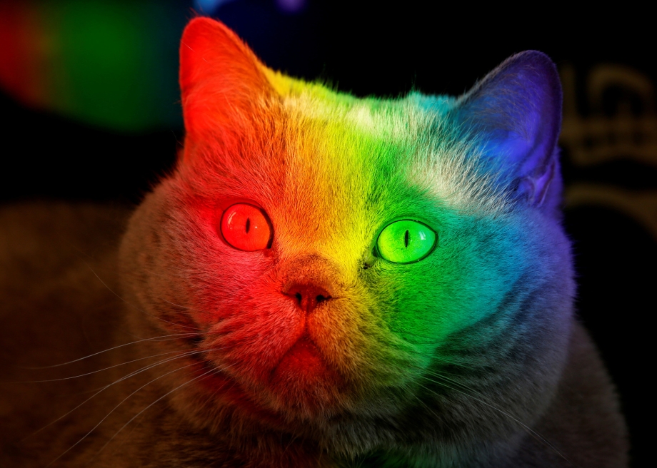 Разноцветная кошка