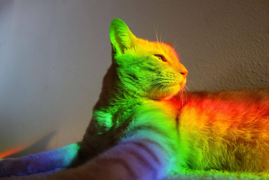 Радужный кот