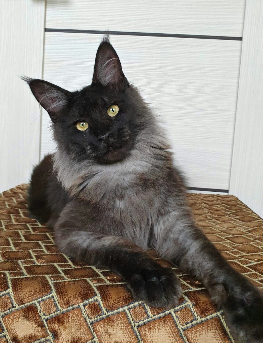 Дымчатые котята Мейн куна