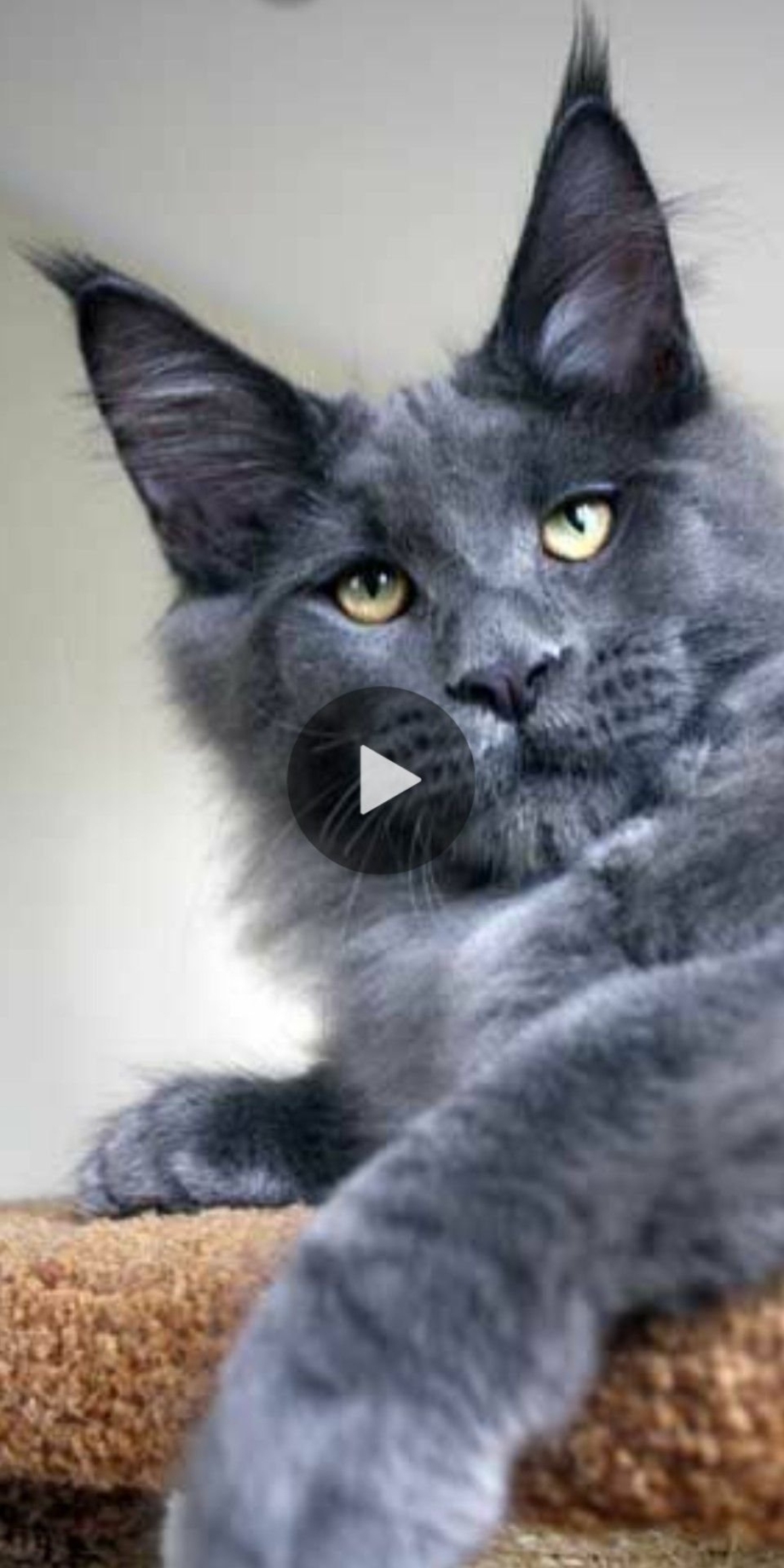 Мейн кун котенок дымчатый
