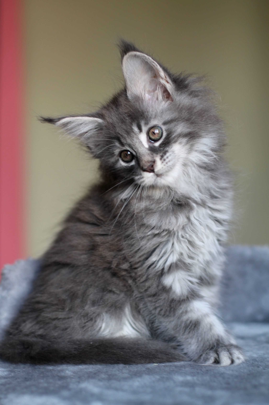 Кот Мейн кун серый