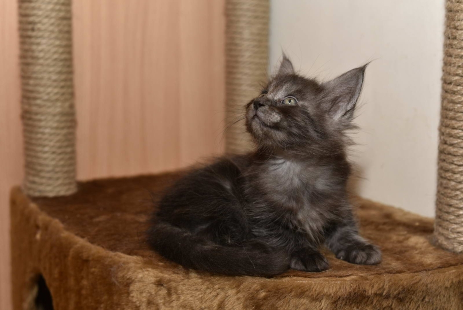 Кот Мейн кун