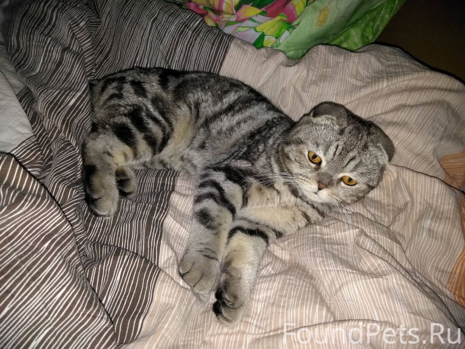 Кот британец вислоухий полосатый