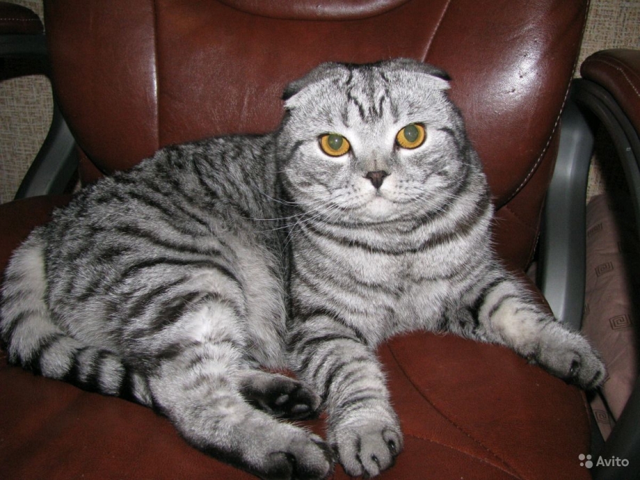 Скоттиш фолд серый полосатый