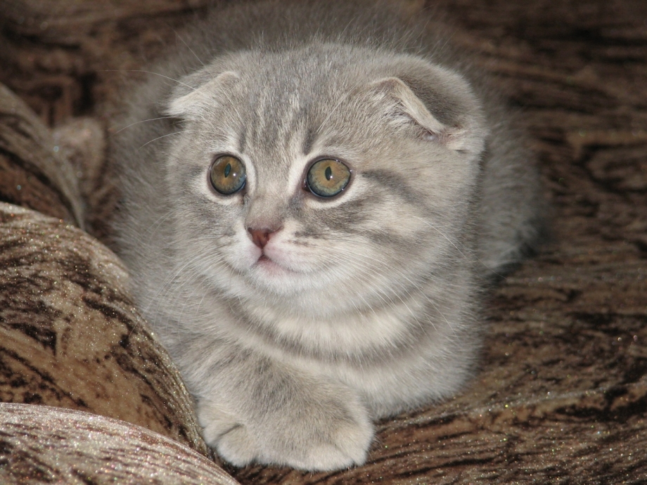 Скоттиш-фолд Шотландская вислоухая котята