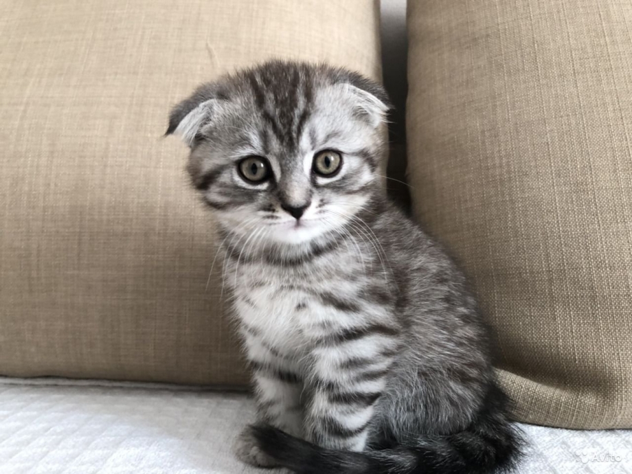 Вислоухие коты Шотландские скоттиш