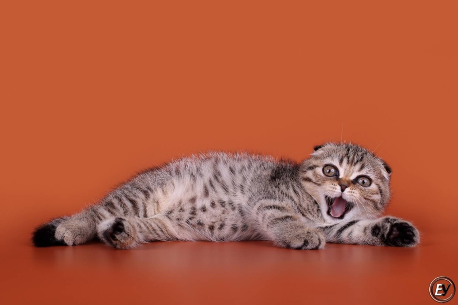 Шотландский вислоухий кот полосатый