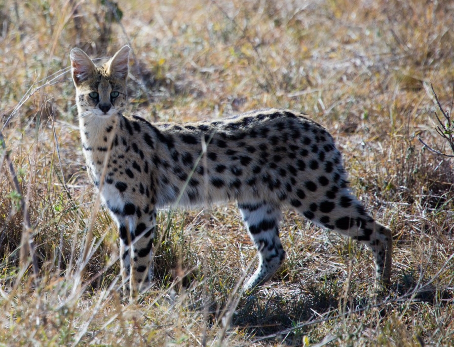 Дикий кот сервал