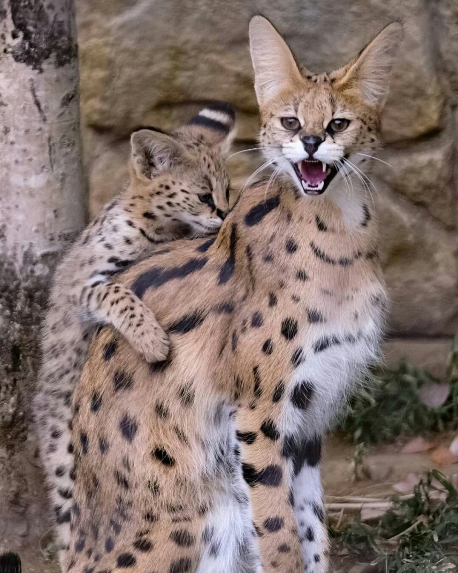 Африканский кот сервал