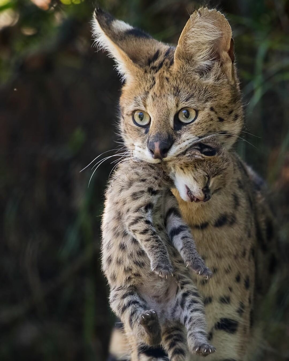 Кот сервал