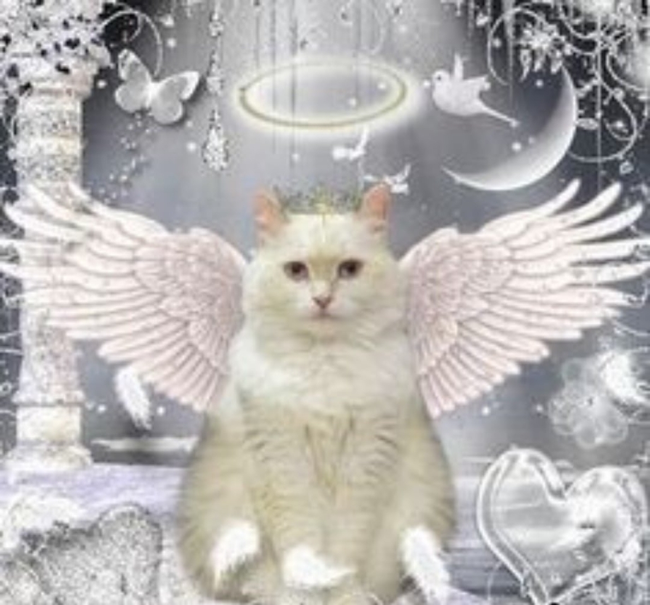 Котенок ангел