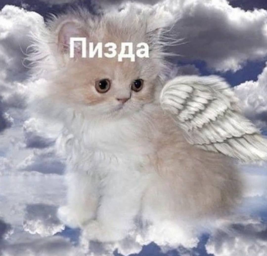 Котёнок Ангелок