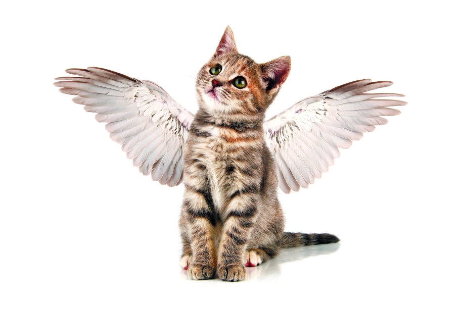 Котик с крыльями
