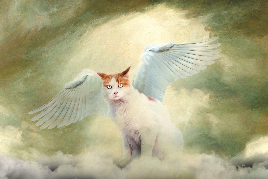 Кот и ангел картинки