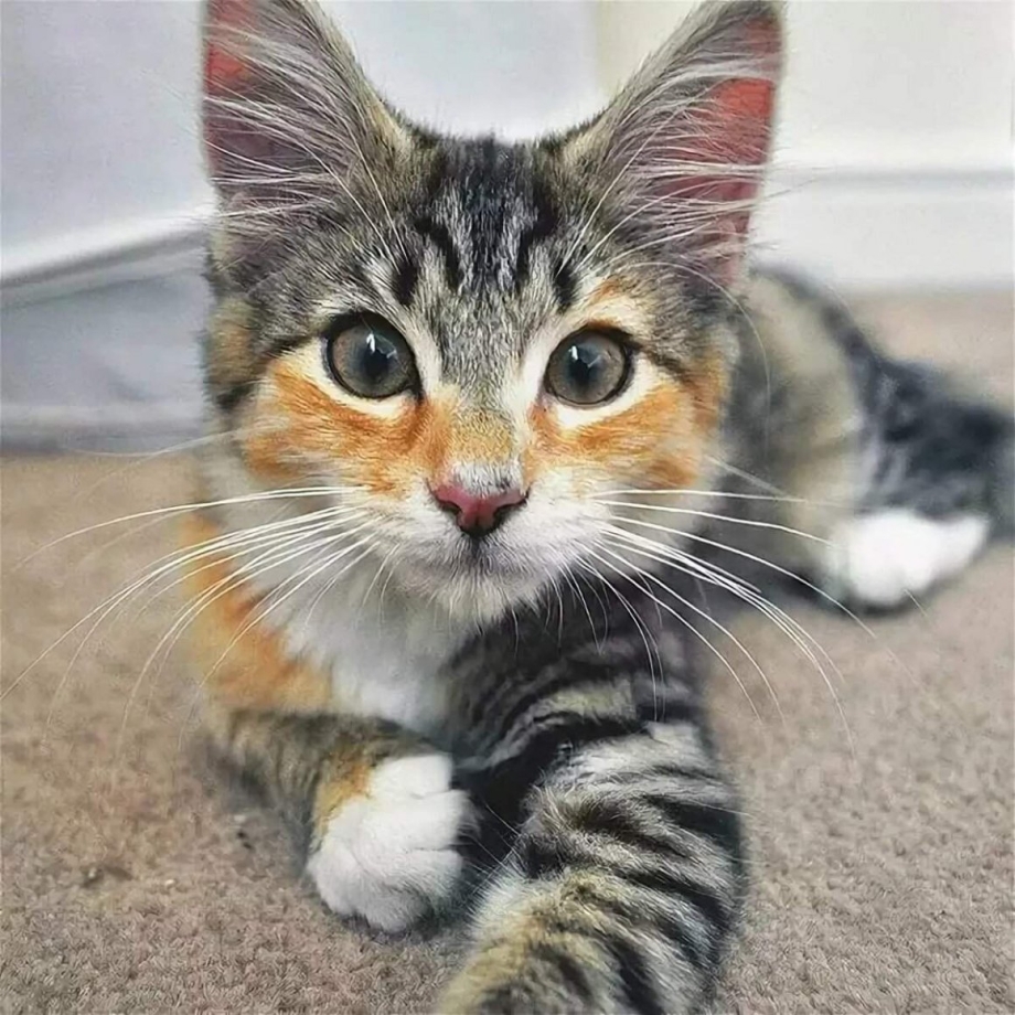 Котята с необычной окраской