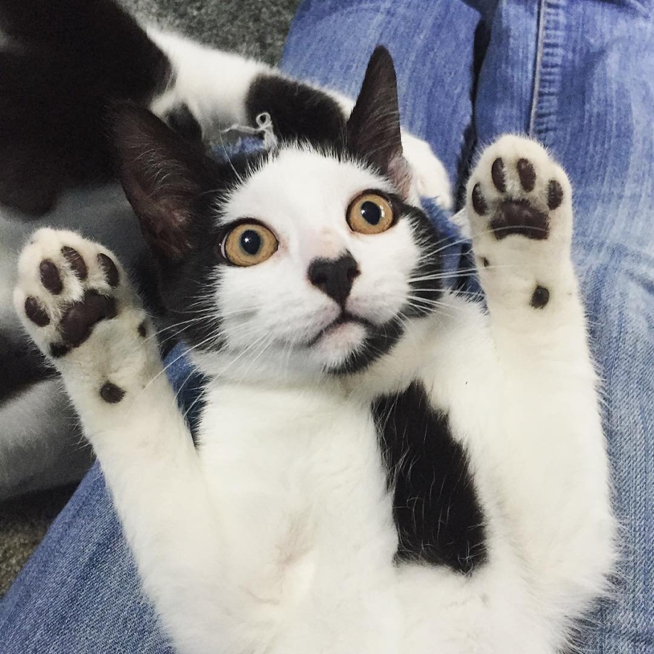 Необычные коты