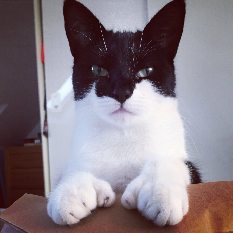 Необычные окрасы котов
