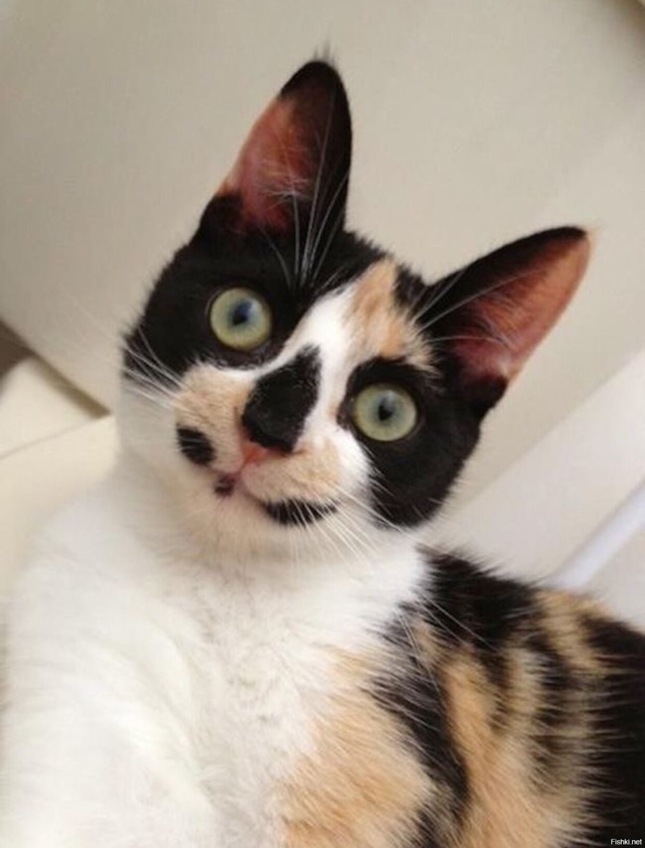 Необычные коты