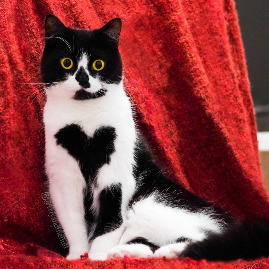Необычные коты
