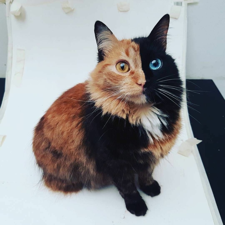 Кошка окрас Химера