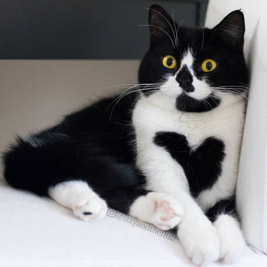 Необычные коты