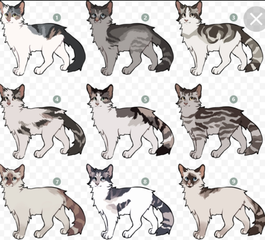 Окрасы котов коты Воители