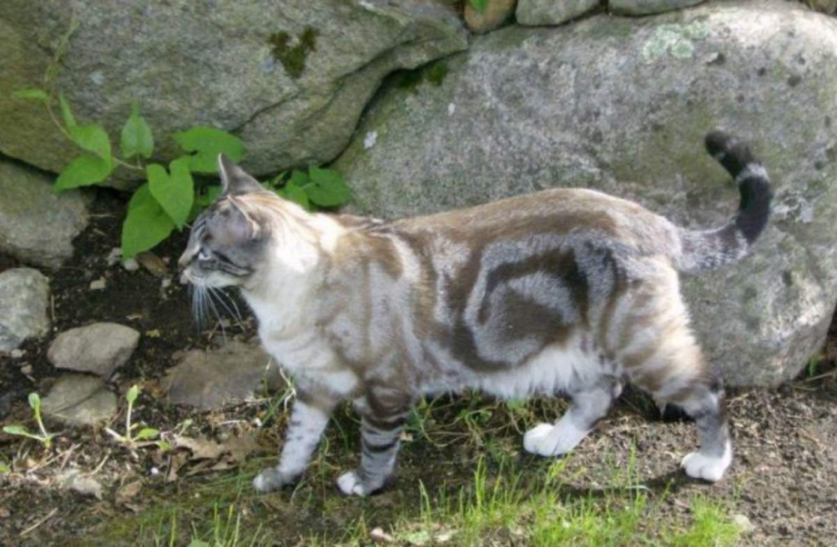 Коты с редким окрасом