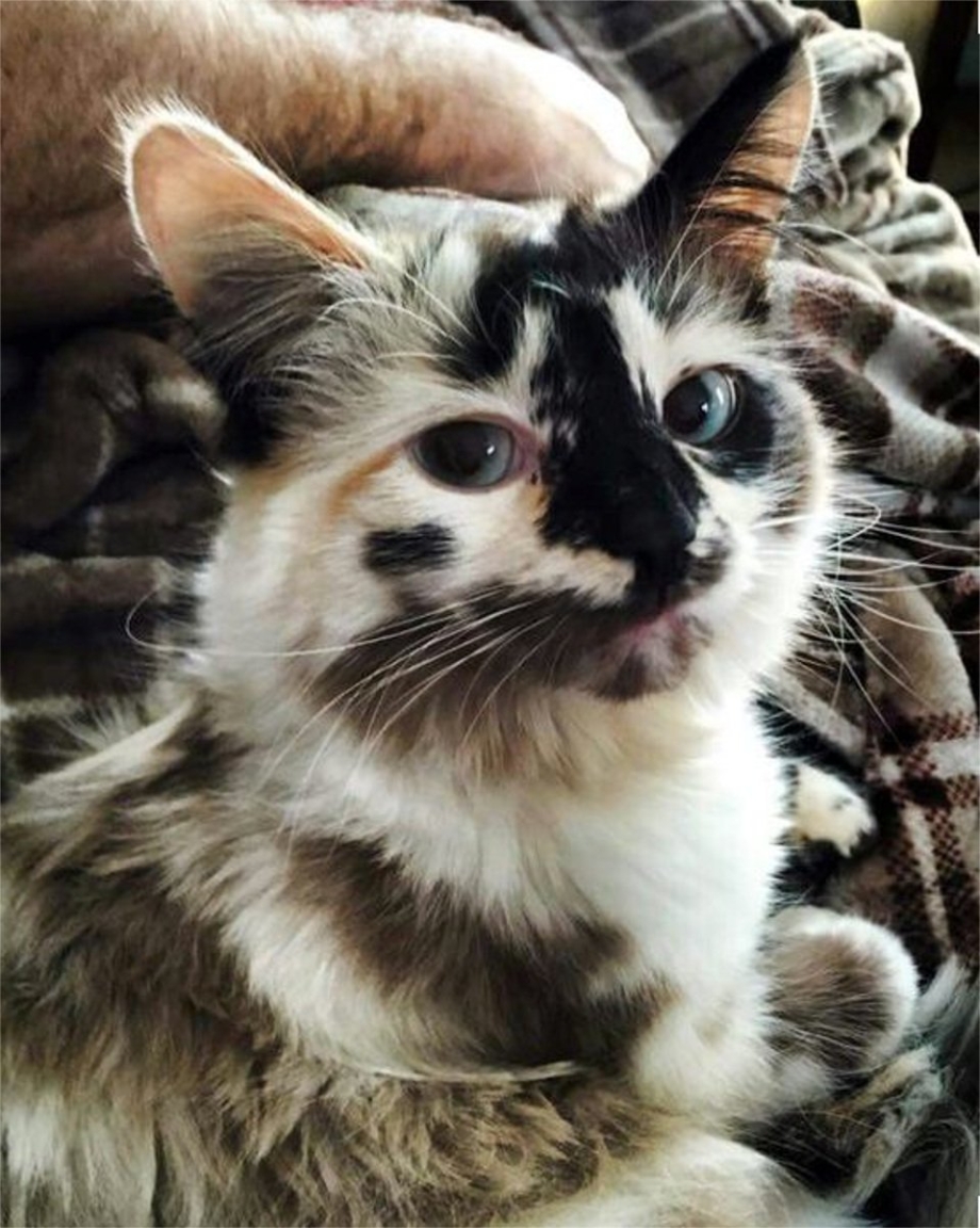 Необычные коты