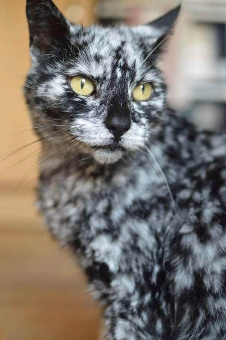 Кот Скрэппи мраморный