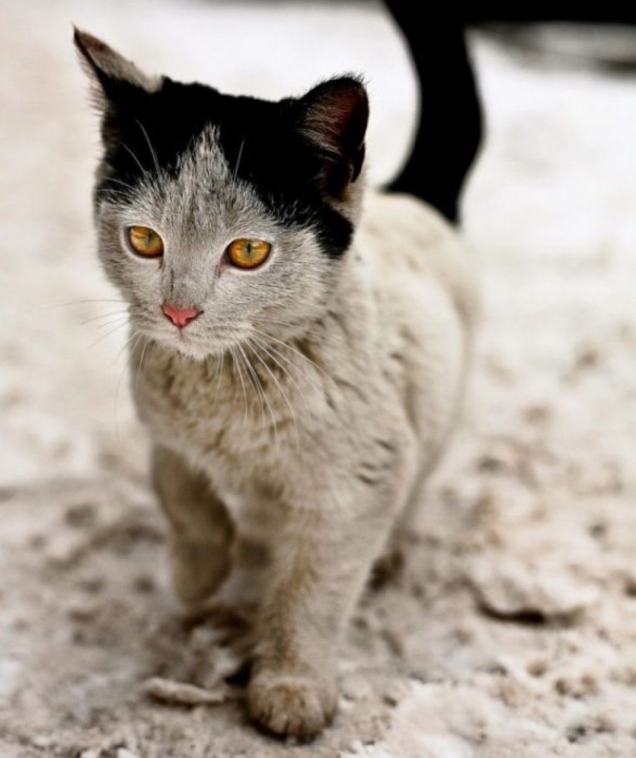 Необычные коты