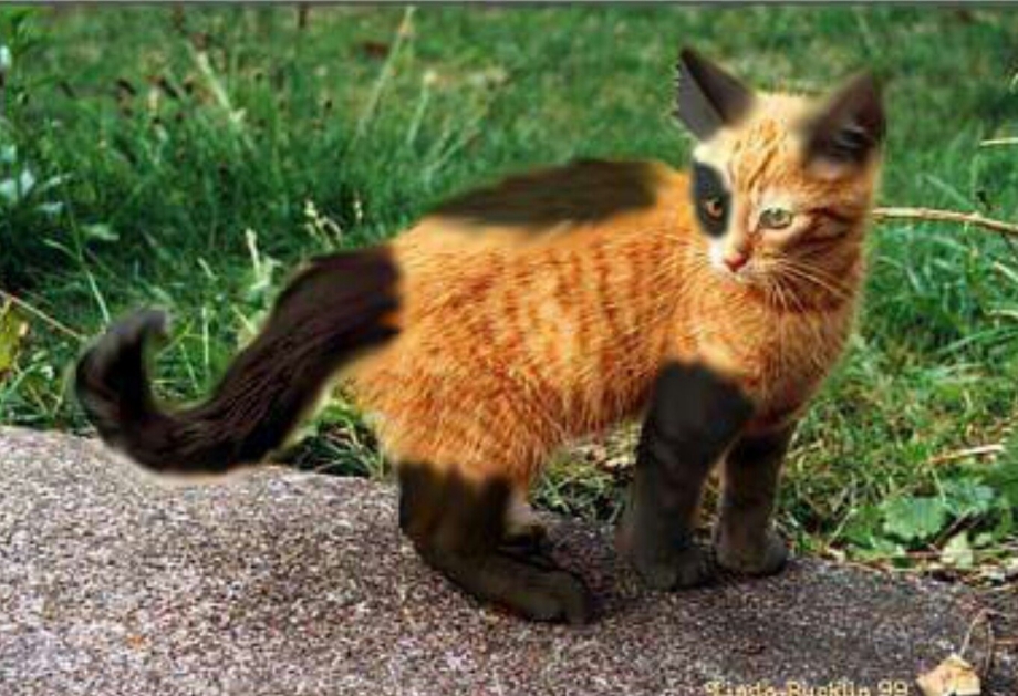 Самые редкие окрасы кошек