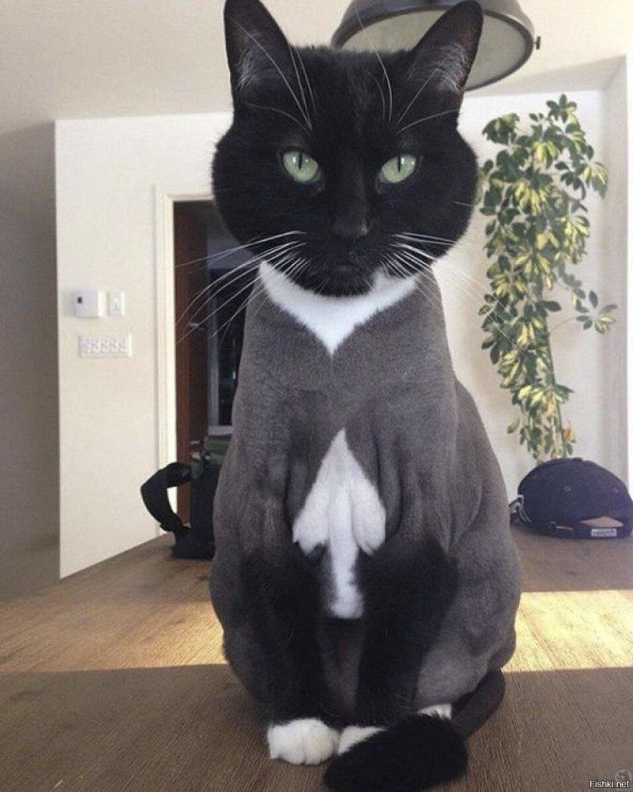 Необычные коты