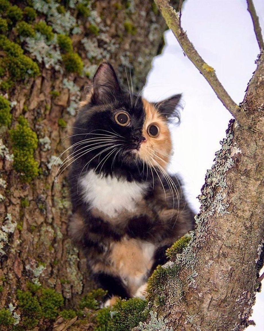 Кошки красивые необычные