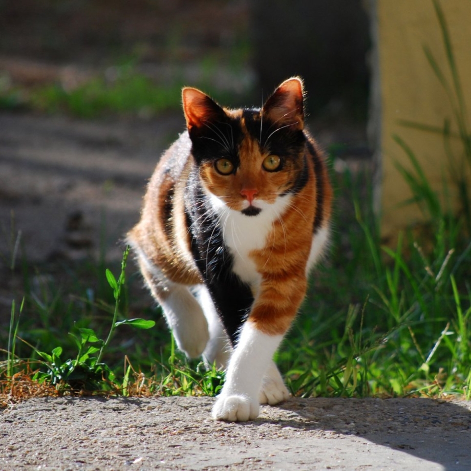Красивые трехцветные кошки