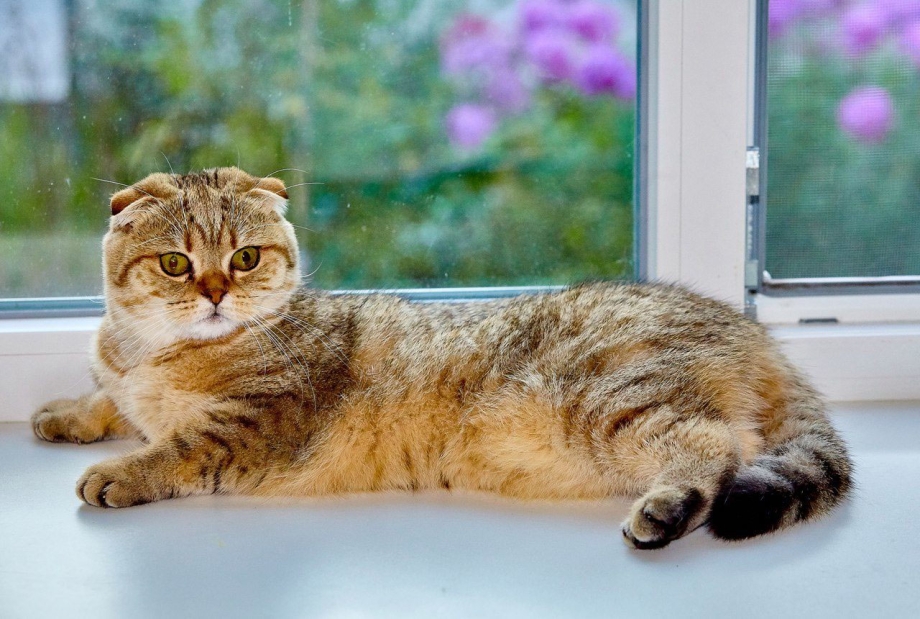 Скоттиш фолд тигровый